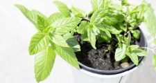ハーブの消臭剤の作り方 ゴキブリ対策にもおすすめ ハーブ資格 Com